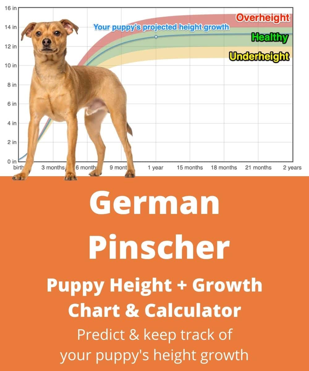 German Pinscher Height+Growth Chart How Tall Will My German Pinscher